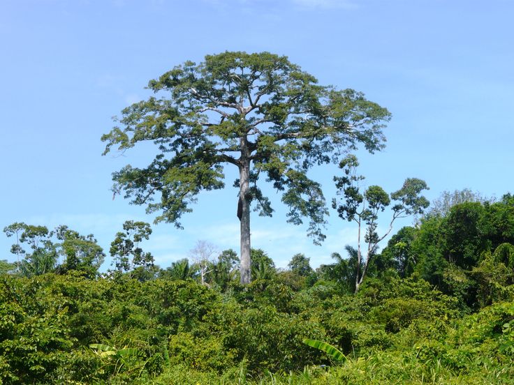 Suriname